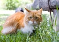 Cat take a walk on the grass close up