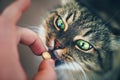 Cat takes a Pill