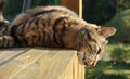 Cat takes a sunbath Royalty Free Stock Photo