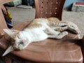 A cat taking nap on the chair Royalty Free Stock Photo