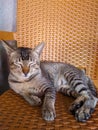 A cat taking a nap on a chair Royalty Free Stock Photo