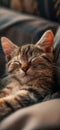 Cat is taking a nap. Cute cat kitten sleeping Royalty Free Stock Photo