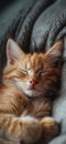 Cat is taking a nap. Cute cat kitten sleeping Royalty Free Stock Photo