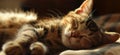 Cat is taking a nap. Cute cat kitten sleeping Royalty Free Stock Photo