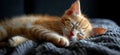 Cat is taking a nap. Cute cat kitten sleeping Royalty Free Stock Photo