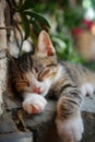 Cat is taking a nap. Cute cat kitten sleeping Royalty Free Stock Photo