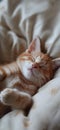 Cat is taking a nap. Cute cat kitten sleeping Royalty Free Stock Photo