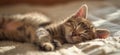 Cat is taking a nap. Cute cat kitten sleeping Royalty Free Stock Photo
