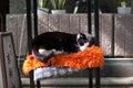 Cat taking a nap on the street of Kyoto, Japan. Kyoto is themed with the Japanese traditional atmosphere from long time ago.  In s Royalty Free Stock Photo