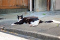 Cat taking a nap on the street of Kyoto, Japan. Kyoto is themed with the Japanese traditional atmosphere from long time ago.  In s Royalty Free Stock Photo