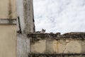 A cat taking a nap on top of a roof of a ruined house Royalty Free Stock Photo