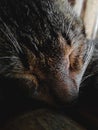 a cat is taking a nap, he is very cool and funny Royalty Free Stock Photo