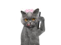 Cat is talking over the mobile -- on white Royalty Free Stock Photo