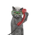 Cat is talking over the old phone Royalty Free Stock Photo