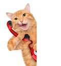 Cat talking on the phone. Royalty Free Stock Photo