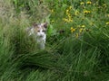A cat in the tall grass. Royalty Free Stock Photo