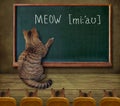 Cat teacher at blackboard 5