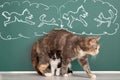 Cat teacher instructs the kitten how to behave with the dog Royalty Free Stock Photo