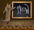 Cat teacher wrote meow 2