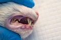 Cat teeth with bacterial plaque at the veterinary clinic before scalling