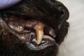 Cat teeth with gingival retraction after calicivirus infection