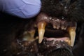 Cat teeth with gingival retraction after calicivirus infection Royalty Free Stock Photo
