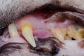 Cat teeth with gingival retraction after calicivirus infection