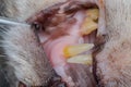 Cat teeth with gingival retraction after calicivirus infection