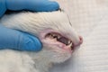Cat teeth after scalling close-up at the veterinary clinic