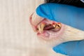 Cat teeth after scalling close-up at the veterinary clinic