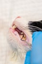 Cat teeth after scalling close-up at the veterinary clinic