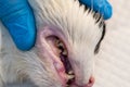 Cat teeth after scalling close-up at the veterinary clinic