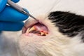 Cat teeth after scalling close-up at the veterinary clinic