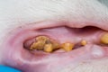 Cat teeth with tartar and gum retraction Royalty Free Stock Photo