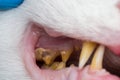 Cat teeth with tartar and gum retraction Royalty Free Stock Photo