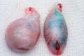 Cat testicles on white surface. Cryptorchid testicle in the right side and normal testicle in the left side.