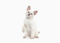 Cat. Thai kitten on white background Royalty Free Stock Photo