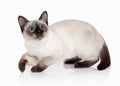 Cat. Thai kitten on white background Royalty Free Stock Photo