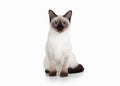 Cat. Thai kitten on white background Royalty Free Stock Photo