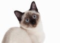 Cat. Thai kitten on white background Royalty Free Stock Photo