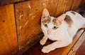 Cat thai Royalty Free Stock Photo