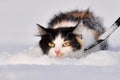 Cat there is in the snow. Funny unhappy tricolor cat is runing in the fresh deep snow in the winter wondertime. Domestic animal Royalty Free Stock Photo