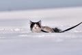 Cat there is in the snow. Funny unhappy tricolor cat is staying in the deep snow in the winter wondertime. Domestic animal with Royalty Free Stock Photo