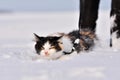 Cat there is in the snow. Funny unhappy tricolor cat is running in the deep snow in the winter wondertime. Domestic animal with Royalty Free Stock Photo