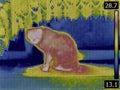 Cat Thermogram