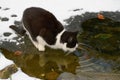 Cat on thin ice