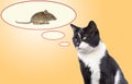 The cat thinks the mouse in the speech bubble Royalty Free Stock Photo