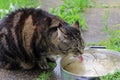 Cat is thirsty and drinking rainwater