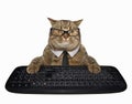 Cat in a tie with computer keyboard Royalty Free Stock Photo
