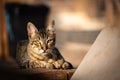 cat with tiger look lying resting in twilight feline wild